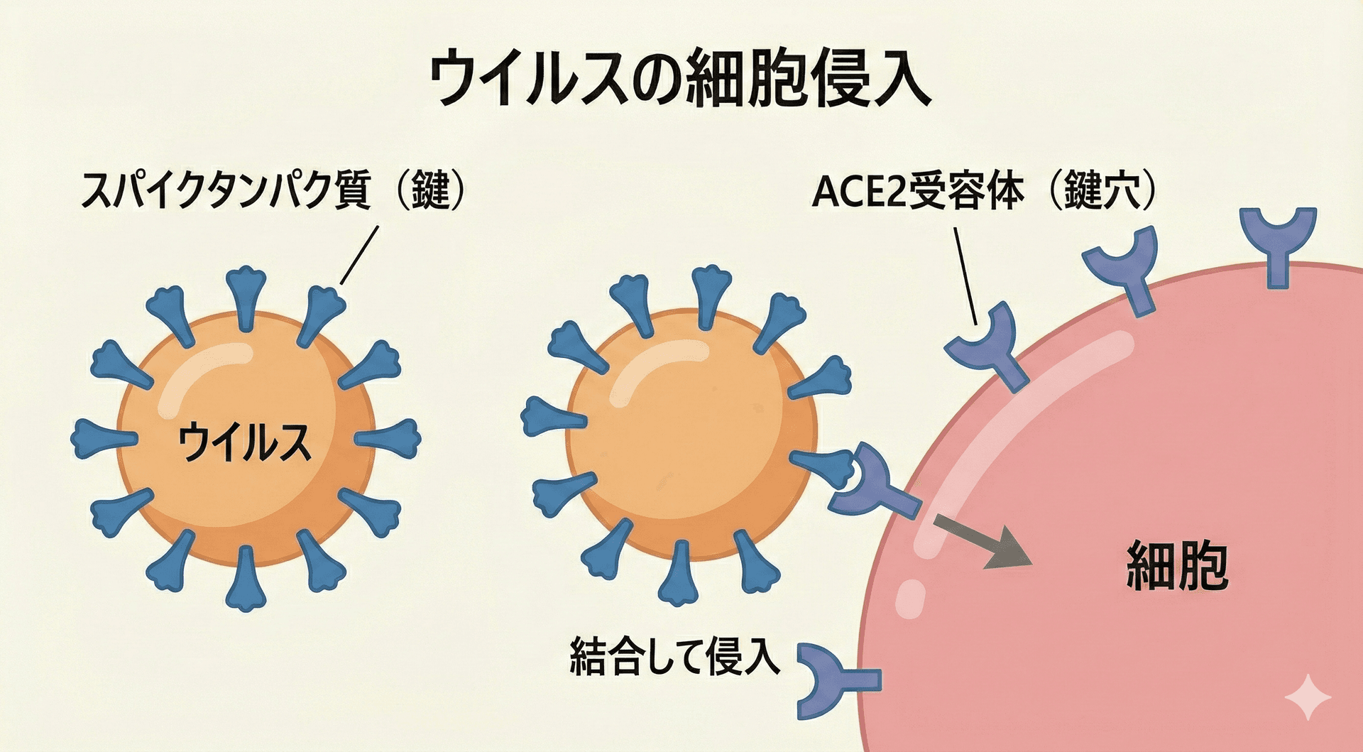 ウイルスが細胞に侵入