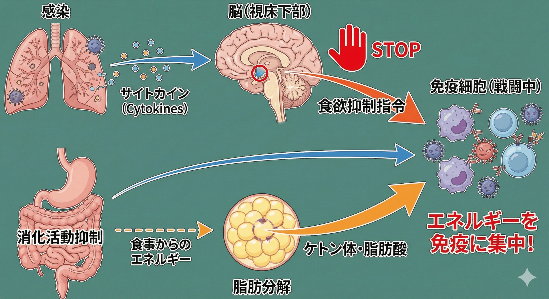 サイトカインが命令を出しているイラスト