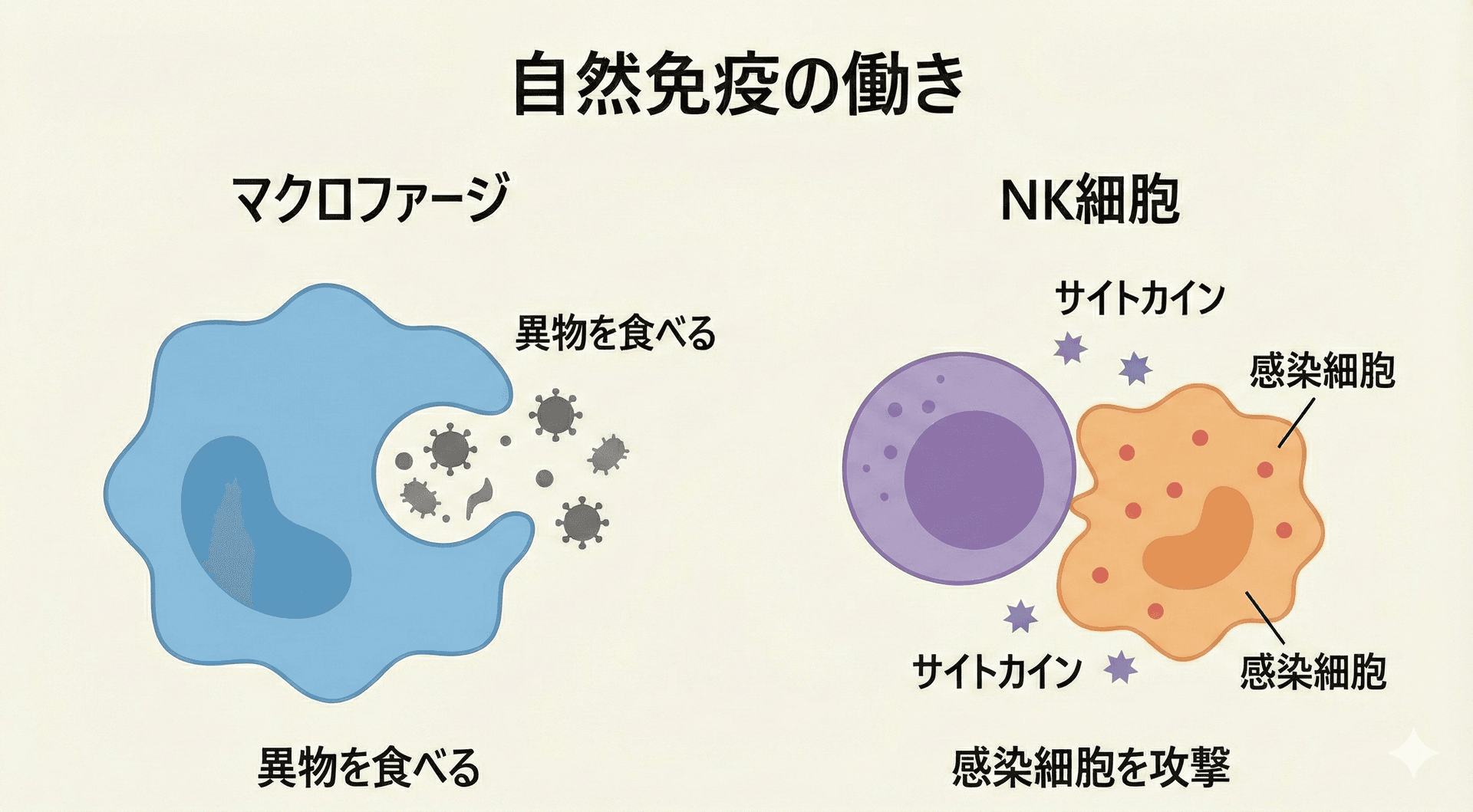 マクロファージとNK細胞